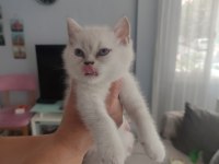 Scottish fold yavrular