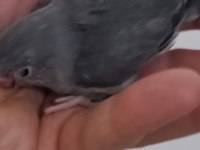 Kara kartal erkek forpus