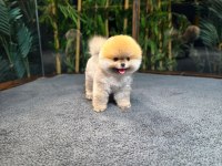 Safkan Kore Pomeranian Boo Yavrularımız