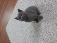 Safkan Scottish Fold