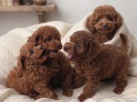 Toy Poodle Yavru Köpekler