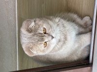 9 aylık scottish fold ve british