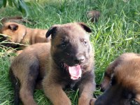 Belçika Malinois Yavrularımız Evinizin Neşesi Olacaktır