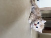 BRİTİSH LONGHAİR KEDİSİ