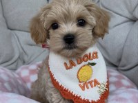 BİBLO MALTİPOO YAVRULARI