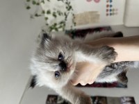 Safkan Exotic Shorthair Yavrular