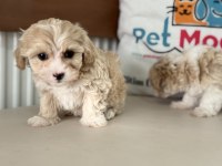Ruhsatlı çiftlikde ziyarete açık kore maltipoo yavrular