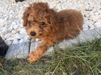 Uygun Teacup Dişi Aşılı Poodle
