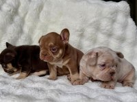 French Bulldog Yavrularım