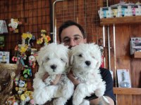 Hiç büyümeyen bembeyaz maltese terrier