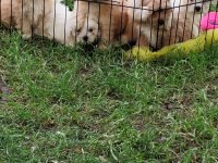 Maltipoo Miniklerimiz