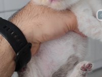 British Shorthair Kedisi