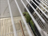 Eğitilmeye açık 3 aylık pakistan papağanı