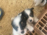 Sahiplendirilmeye hazır 40 günlük 2 erkek 1 dişi shih tzu