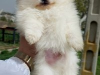 POMERANİAN BOO KÖPEĞİ