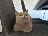LİLAC BRİTİSH SHORTHAİR KEDİMİZE AİLE ARIYORUZ.