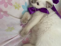 Oyuncu british shorthair kızlar kaliteli yavrular
