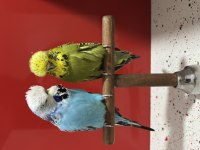 Hazır Çift Tek Erkek Yavru Kuşumuz
