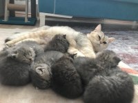Sahiplendirilecektir british shorthair