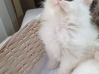 Veteriner kontrollü bebek kedilerimiz