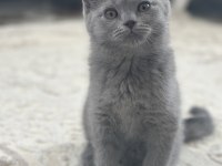 British shorthair 2 aylık dişi