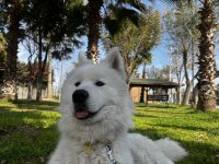Erkek Samoyed 1 Yaşında