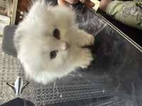 British longhair orjinal