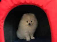 Pomeranian Boo 3.5 Aylık