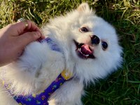 POMERANİAN BOO KÖPEĞİM