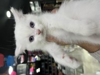 2 AYLIK BEYAZ YAVRU KEDİLER