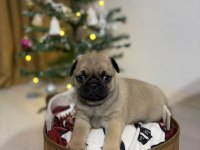 PUG MOPS RIFKI BASIK SURAT GÜL KURUK YAVRULAR SİZLERLE