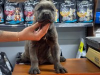 Kaliteli cane corso yavrusu 50 günlük