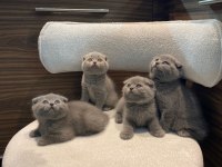 Scottish fold yavrularımız