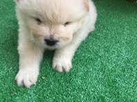 45 günlük chow chow erkek