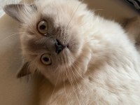 8 aylık british longhair silver cinsi