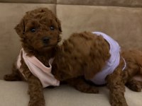0 NUMARA RED POODLE YAVRULARIM