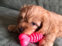 YAVRU MALTİPOO