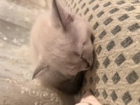 2.5 aylık british shorthair kedi sahiplendirme ilanıdır