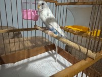 1 Yaş eşe hazır spangle muhabbet kuşu