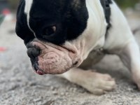 6 aylık erkek fransız bulldog