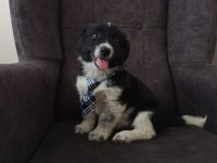 Bayram öncesi Acil 2 aylık erkek güzeli Border Collie