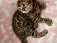 SAFKAN BENGAL YAVRULARI OZYFELİNES