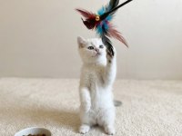 Muhteşem British Shorthair Silver dişi yavru