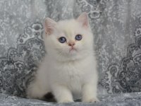 Safkan Cana Yakın Sosyal British Shorthair Bebekler