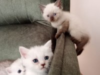 SHOW KALİTE EVDE BAKTIĞIM AS11 KEDİLERİM