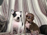 Kilo Garantili Teacup Chihuahua Yavruları