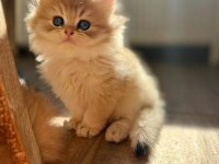 Golden british longhairler yeni ailesini arıyor