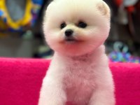 Teacup Beyaz Renk Pomeranian Boo