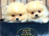 Ayı Surat pomeranian boo