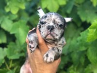 Black Merle French Dişi Bulldog